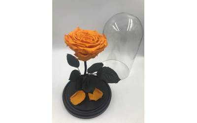 Оранжевая роза в колбе